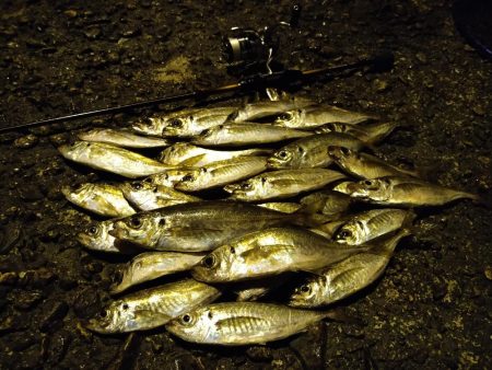 常夜灯下で爆釣